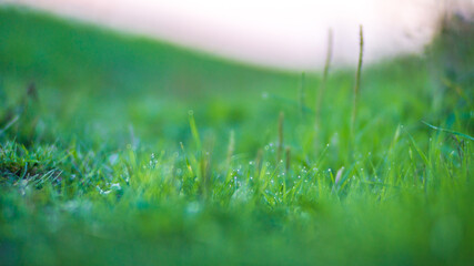 Natural strong blurry background of green grass blades close up. Fresh grass meadow in sunny morning. Copy space