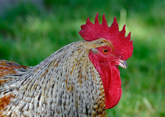 Rooster or hen
While these terms refer to different birds, they are all chickens. A rooster is a...