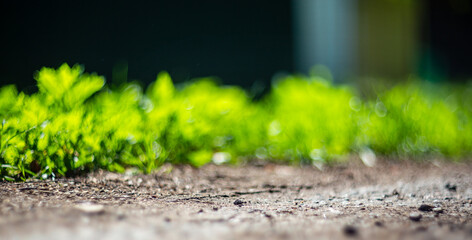 Green grass at the edge of a country road. Strong blurry background. Copy space
