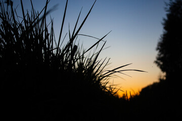Silhouette of a meadow with long stems of plants close-up in the evening against the backdrop of sunset and trees. Copy space