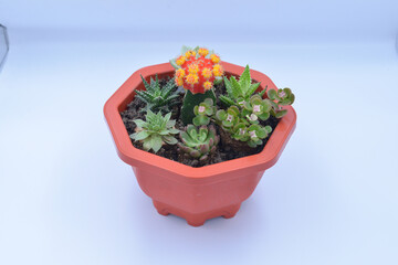 The cactus in a pot