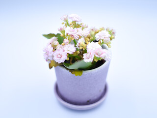 bouquet of flowers in a vase