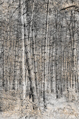 Obraz premium Dry trees without leaves. Pine forest after the fire. Rows of tall trees. Digital watercolor painting.