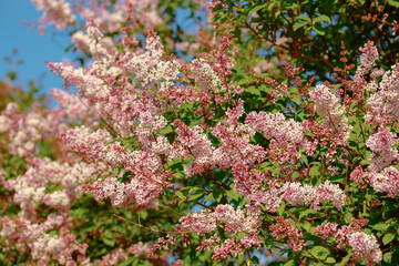 Beautiful pink lilac branch with flowers and buds in the summer garden