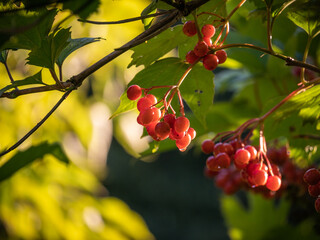 Viburnum berries on a background of illuminated blurry branches