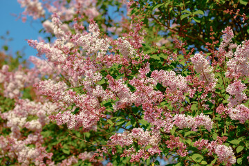Obraz premium Beautiful pink lilac branch with flowers and buds in the summer garden