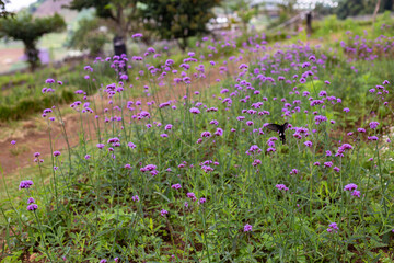 The Field of Verbena Flower and black butterfly