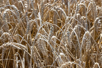Fototapeta premium Field of Golden wheat under the blue sky and clouds