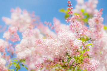 Beautiful pink lilac branch with flowers and buds in the summer garden