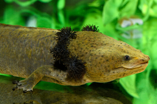 Lake Patzcuaro salamander // Dumerils Querzahnmolch (Ambystoma dumerilii)