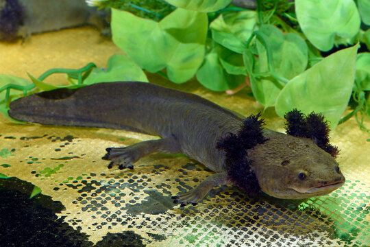 Lake Patzcuaro salamander // Dumerils Querzahnmolch (Ambystoma dumerilii)