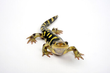 Tiger salamander // Tigersalamander (Ambystoma tigrinum)