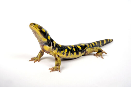 Tiger salamander // Tigersalamander (Ambystoma tigrinum) Stock Photo |  Adobe Stock