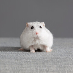 hamster blanc