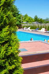 Cypress on pool background, resort