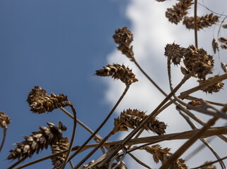 Field of Golden wheat under the blue sky and clouds