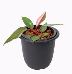 Beautiful  Philodendron pink princess variegated  houseplant with pink spot on green leaf isolated on white background include clipping path