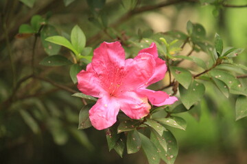 Obraz premium Pink Flower