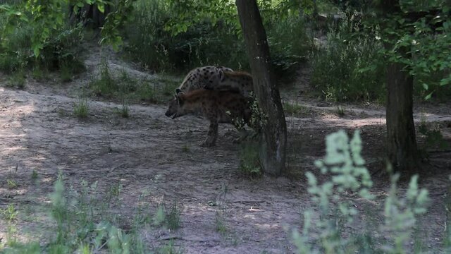 Intimate moment of two Striped hyena in the wilderness and a third keeping watch to keep them safe. Animal mating its bloodthirsty mammals. Mating Hyaena hyaena