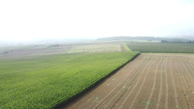 Drohnenvideo, Maisfeld im Nebel
