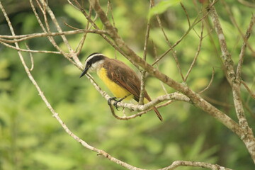 Great Kiskadee