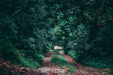 Lush forest trail