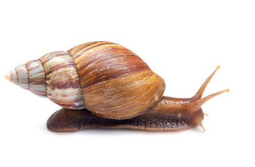Snail crawling isolated on white background