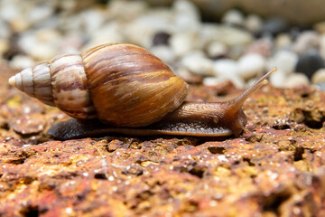 Snail was crawling forward on the red rock.