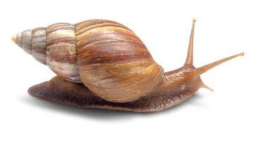 Snail crawling isolated on white background