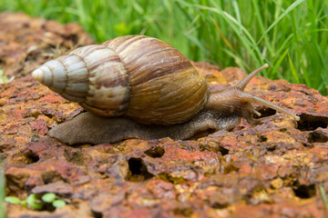 Snail was crawling forward on the red rock.
