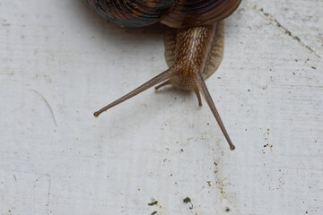 snail on the wall