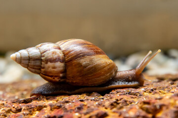 Snail was crawling forward on the red rock.