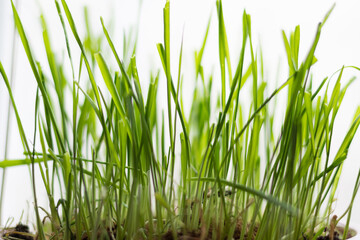 Naklejka premium green grass on white background