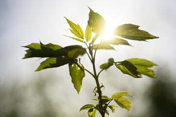 green leaves of the sky