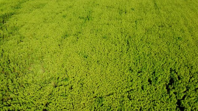 Drohnenvideo, Feld mit Nutzhanf