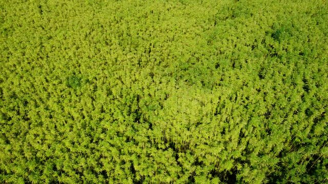Drohnenvideo, Feld mit Nutzhanf