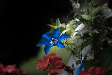 Kwiat clematisu w pełnym rozkwicie, tło z niebieskim kwiatem
