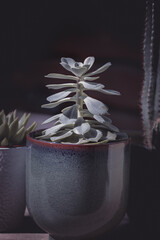 Echeveria (eszeweria) sukulent ozdobny  w ceramicznej donicy, filtr na zdjęciu