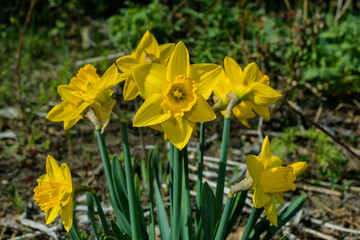 Yellow Daffodils (Latin: Narcissus) close-up against a background of green leaves. Soft blurry background.