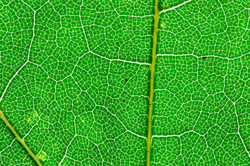 leaves in autumn chlorophyll enlargement