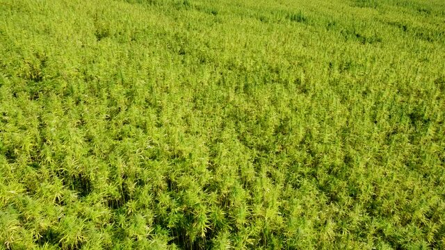Drohnenvideo, Feld mit Nutzhanf