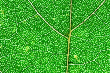 leaves in autumn chlorophyll enlargement