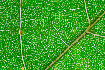 leaves in autumn chlorophyll enlargement