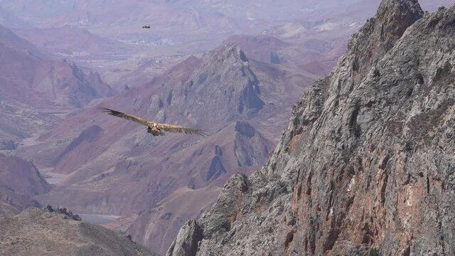 vulture