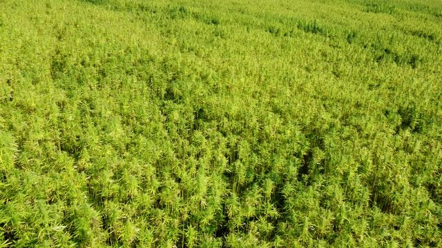 Drohnenvideo, Feld mit Nutzhanf