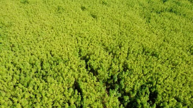 Drohnenvideo, Feld mit Nutzhanf