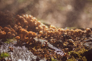 Many small mushrooms grow on a tree stump in the rain. Low point of view in nature landscape. Blurred nature background copy space. Park low focus depth. Ecology environment