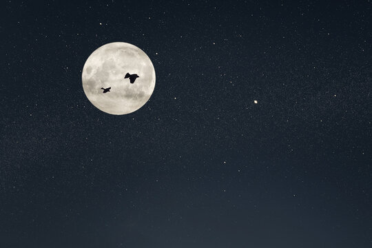 Two birds on the night stars sky with huge moon background. Relationship romantic Concept
