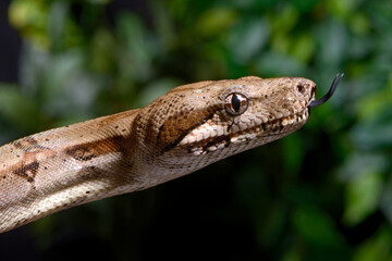 Red-tailed boa // Abgottschlange (Boa constrictor)