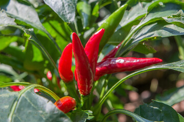 Hot chili peppers plant on bushes growing in a garden
